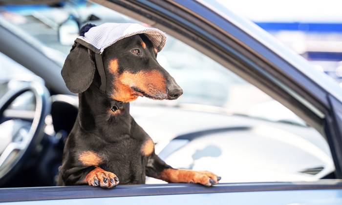 Im Auto zu verreisen ist für den Vierbeiner die verträglichste Art zu Reisen. (Foto: shutterstock - Masarik)