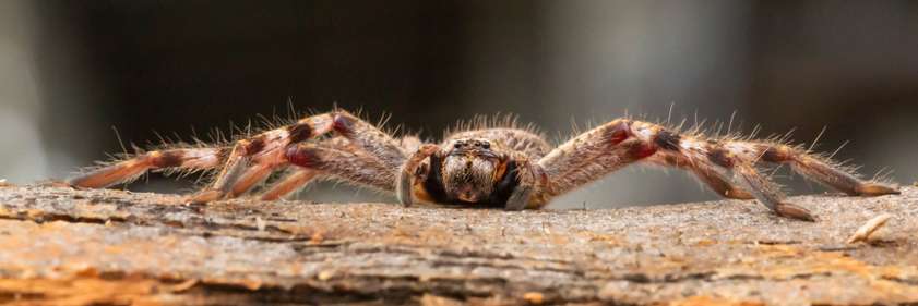 Die australische Huntsman-Spinne jagt vielen erstmal einen gehörigen Schrecken ein, wirklich gefährlich ist sie für uns Menschen jedoch nicht. ( Lizenzdoku: Shutterstock- Wright Out There )