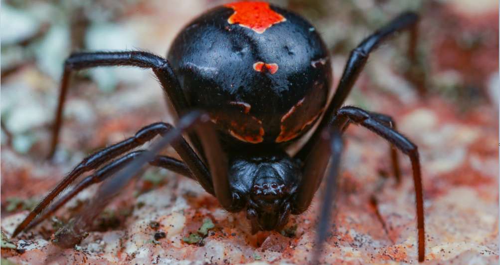 Die meisten Spinnen in Australien erscheinen gefährlicher, als sie es tatsächlich sind. Vor dieser Spinne sollte man sich jedoch in Acht nehmen! Der Biss einer Redback Spider wirkt höchst giftig. ( Lizenzdoku: Shutterstock- Peter Yeeles  )