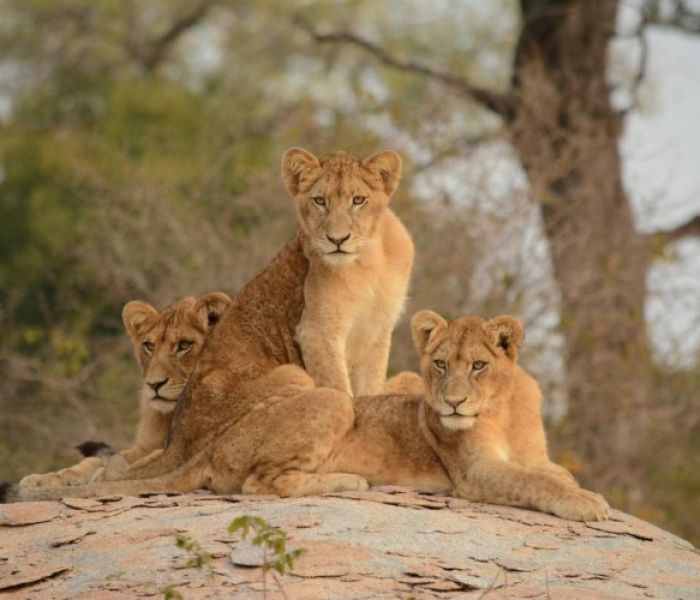 Löwen im Kruger NP (Foto: KC3 Köpers Corporate & Crisis Communications GmbH)